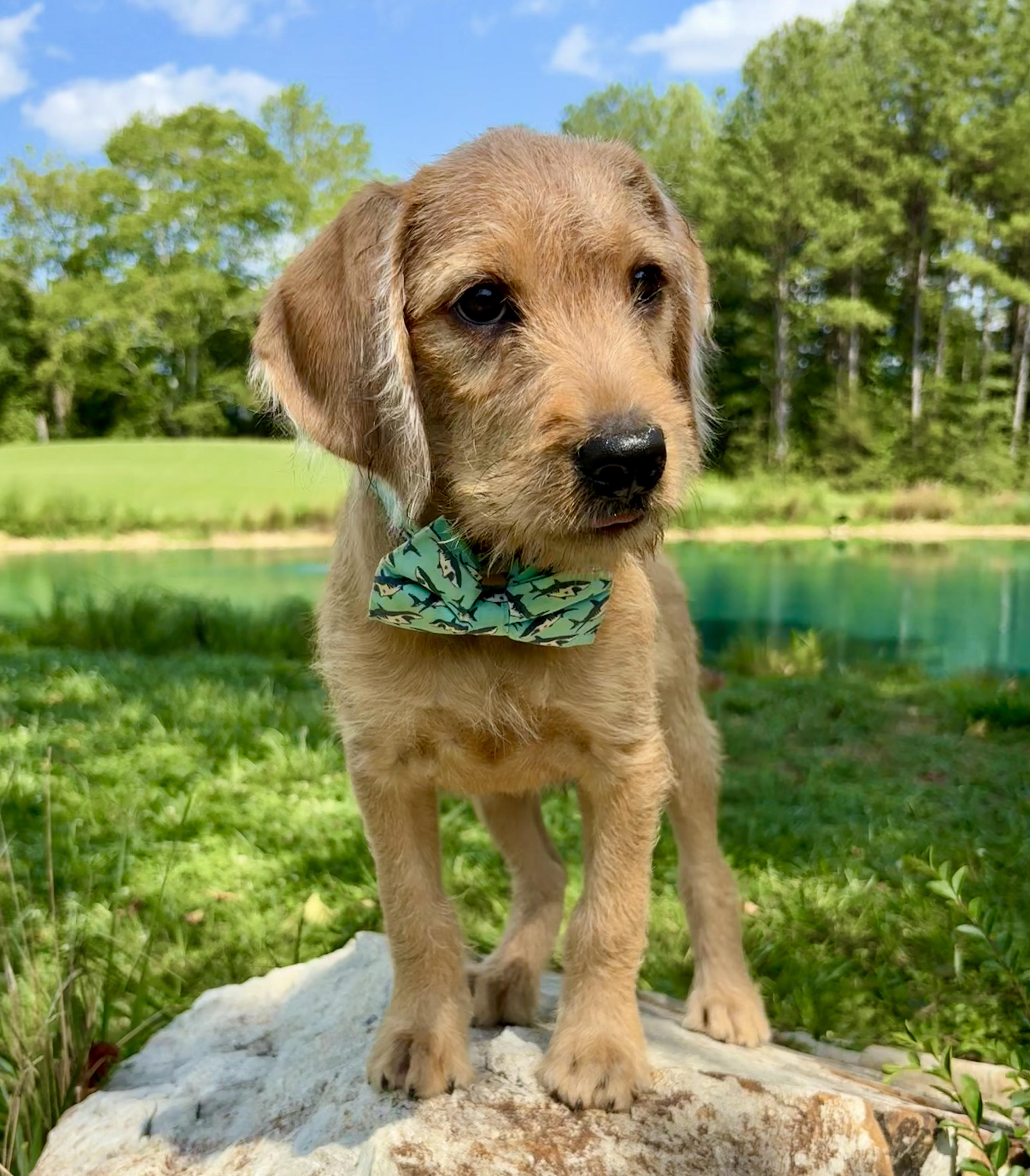 Cha-Cha, an adopted mixed breed in Pittsboro, NC image 2/3