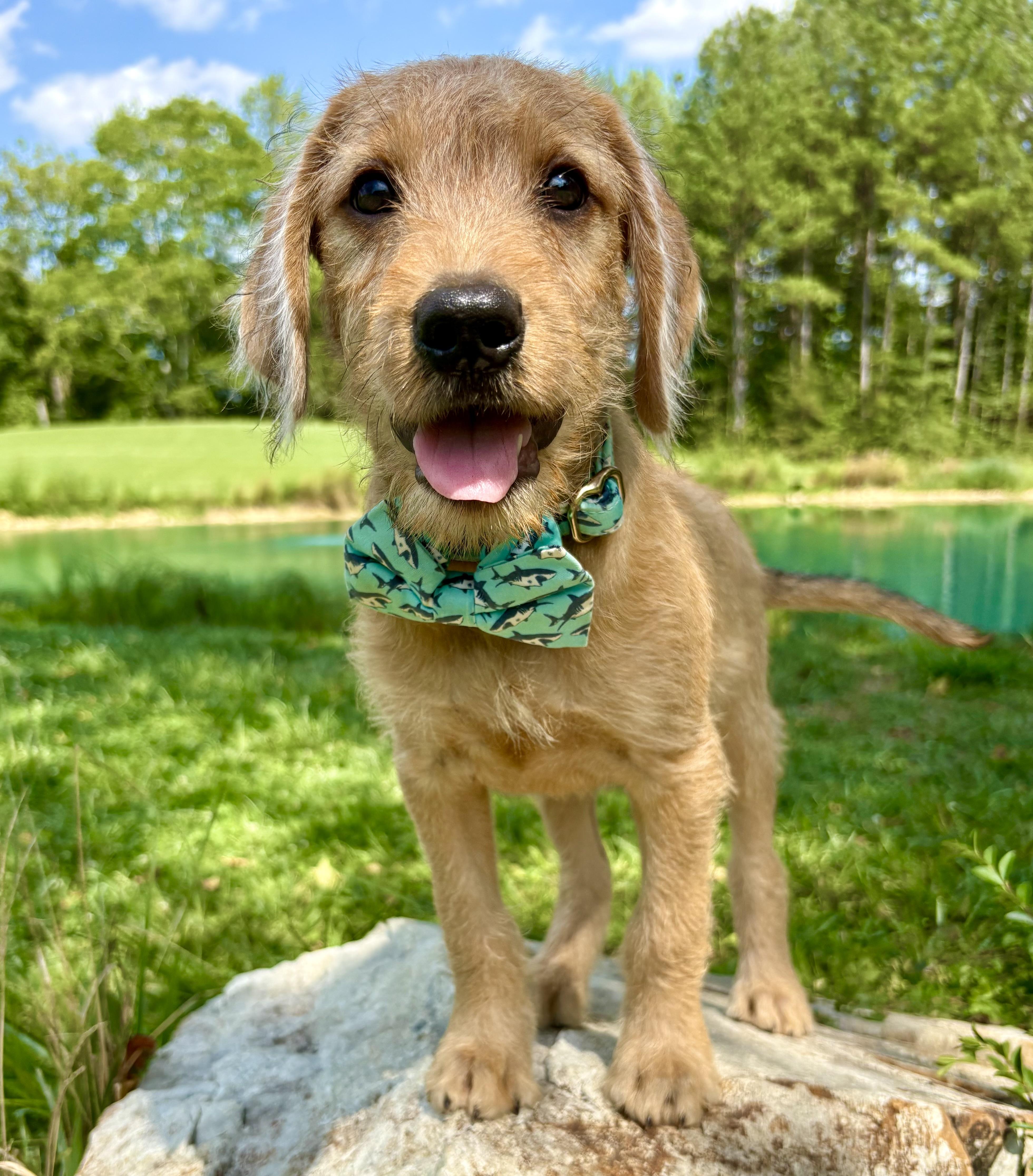 Cha-Cha, adopted, Puppy Male Goldendoodle.
