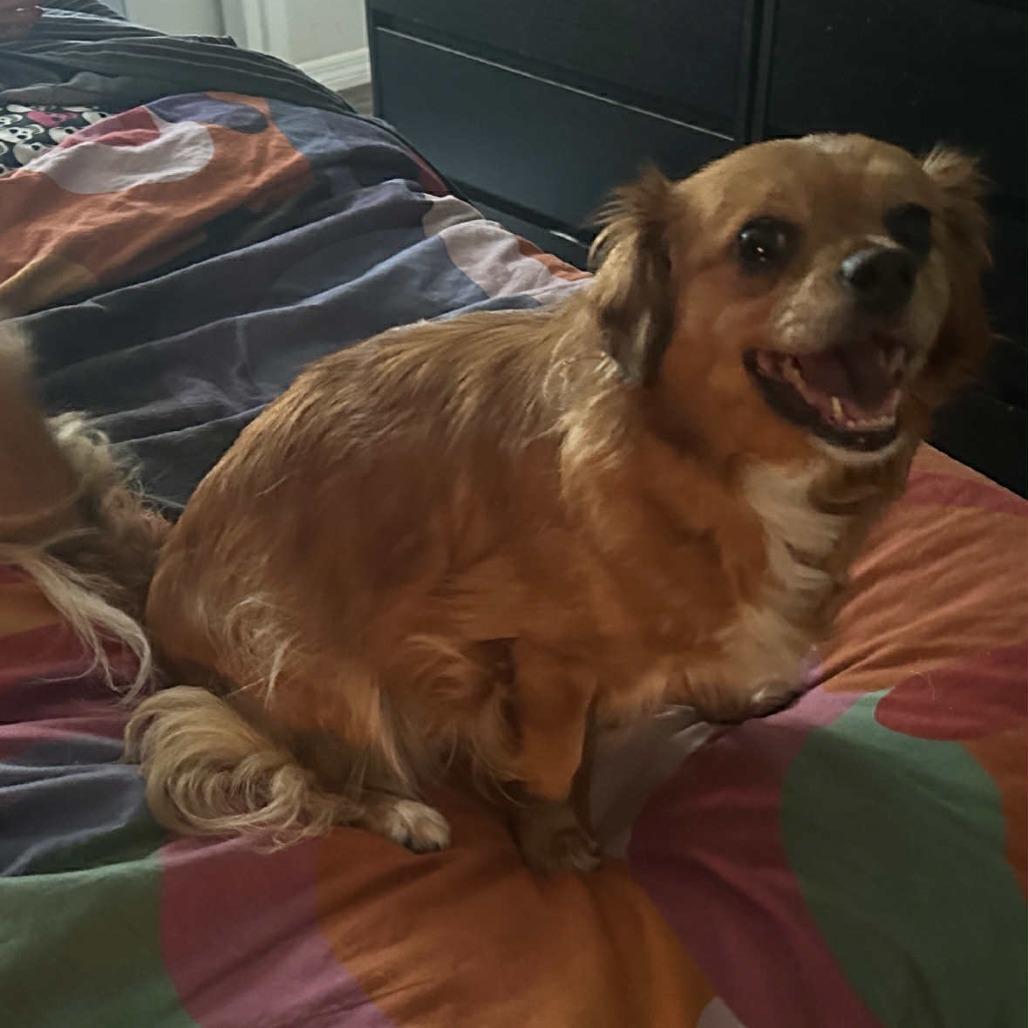 Enlarge Daisy, a Adoptable Chihuahua in North Port, FL image 1/1