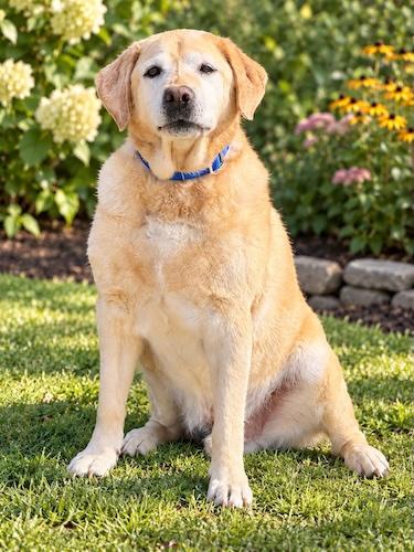 Enlarge Snow 5, a Adopted Yellow Labrador Retriever in Killingworth, CT image 5/5