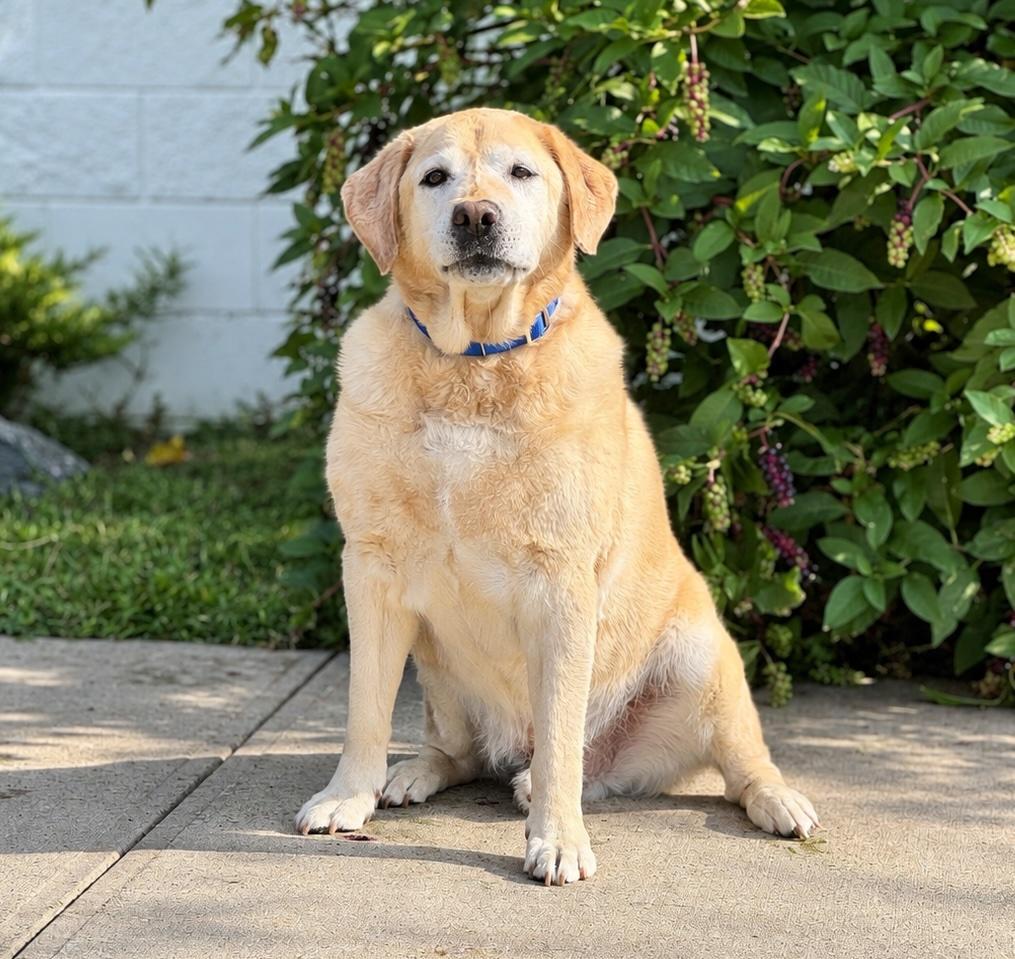 Enlarge Snow 5, a Adopted Yellow Labrador Retriever in Killingworth, CT image 2/5