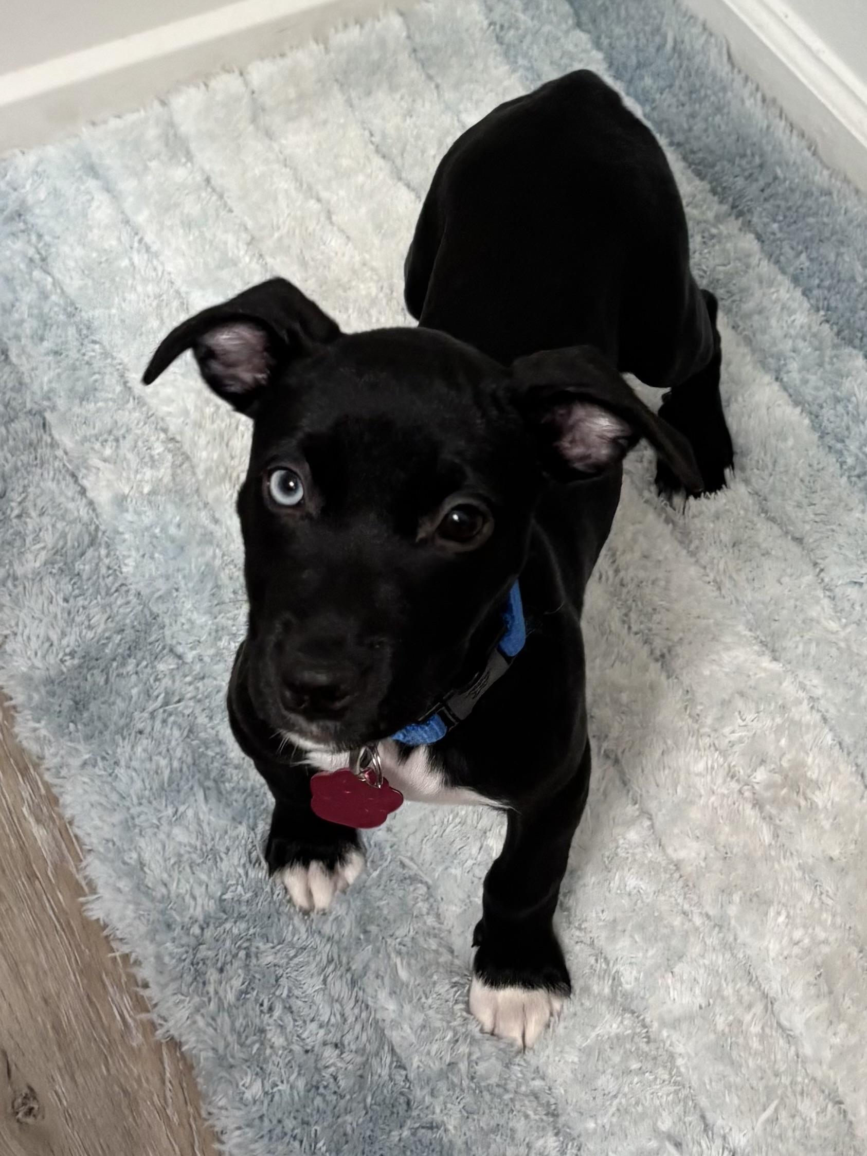 Enlarge Penguin, a Adoptable mixed breed in Tallahassee, FL image 5/6