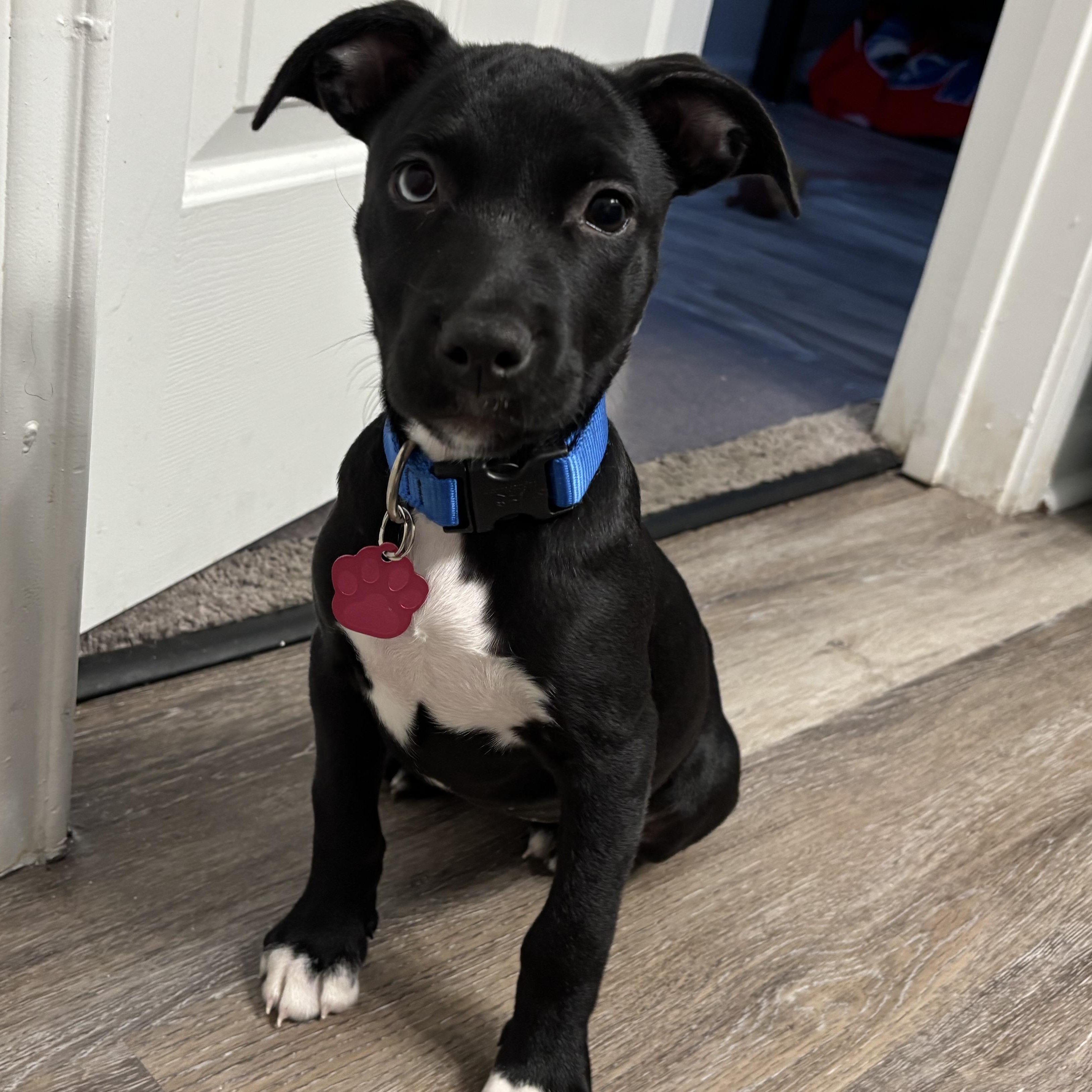 Enlarge Penguin, a Adoptable mixed breed in Tallahassee, FL image 6/6