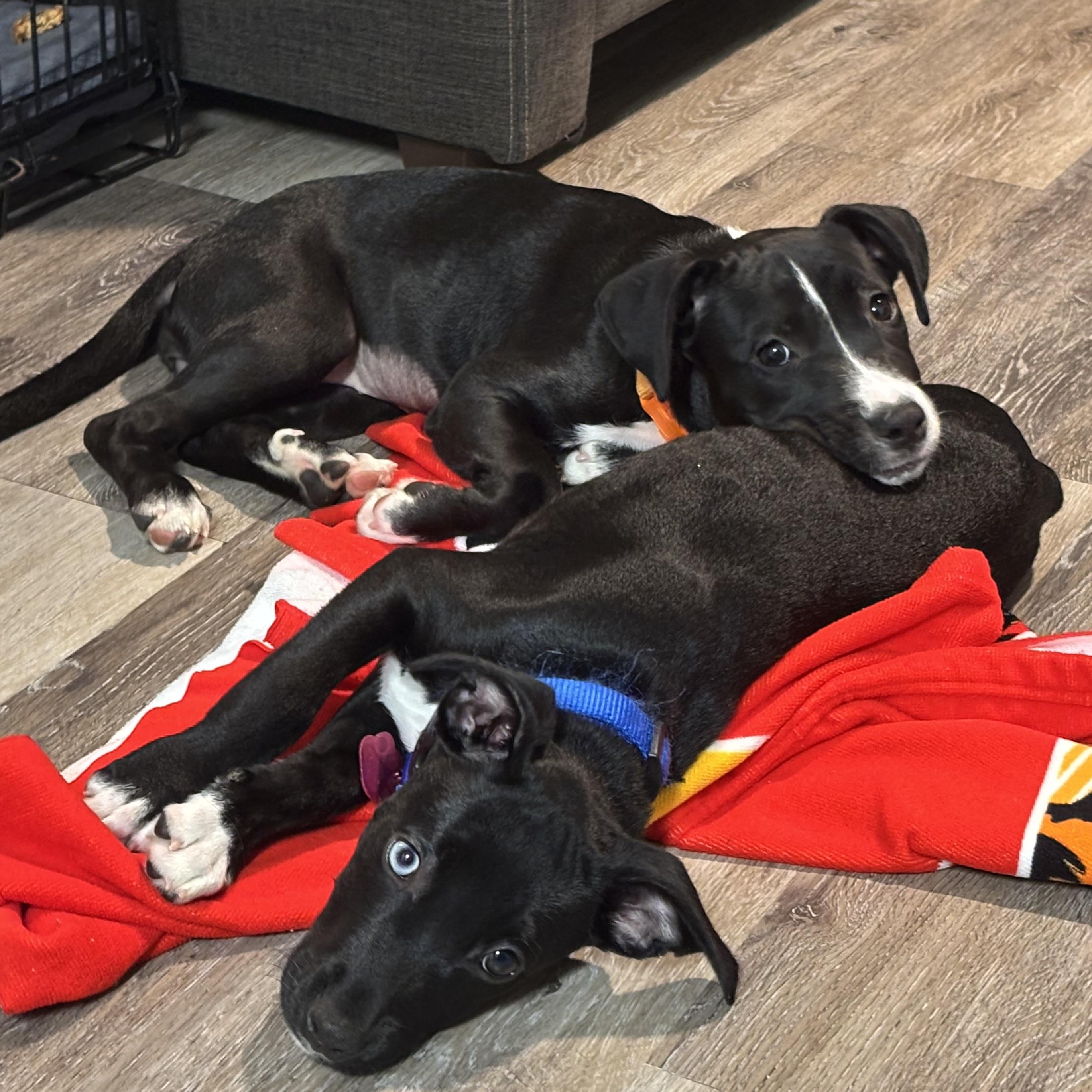 Enlarge Penguin, a Adoptable mixed breed in Tallahassee, FL image 4/6