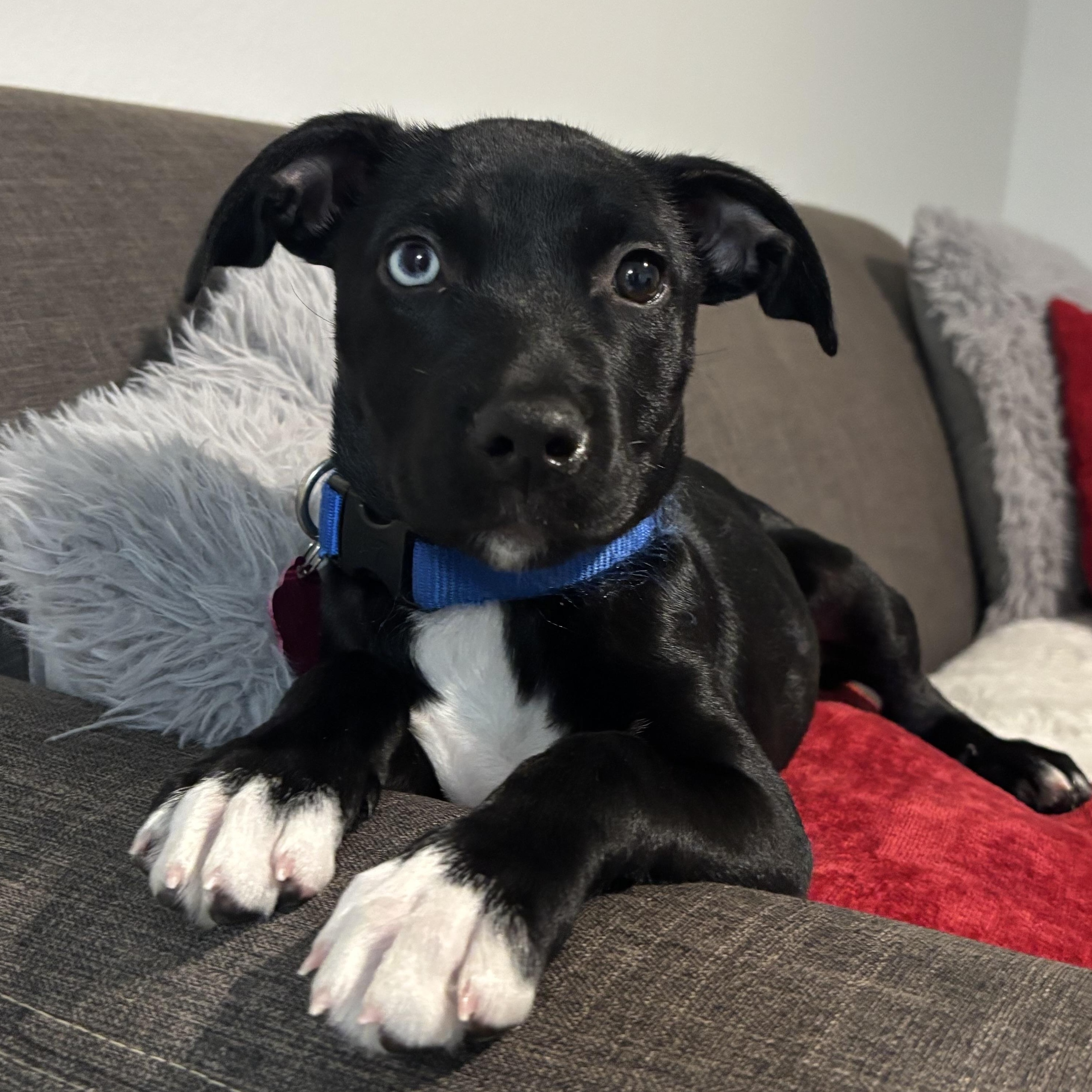 Enlarge Penguin, a Adoptable mixed breed in Tallahassee, FL image 3/6