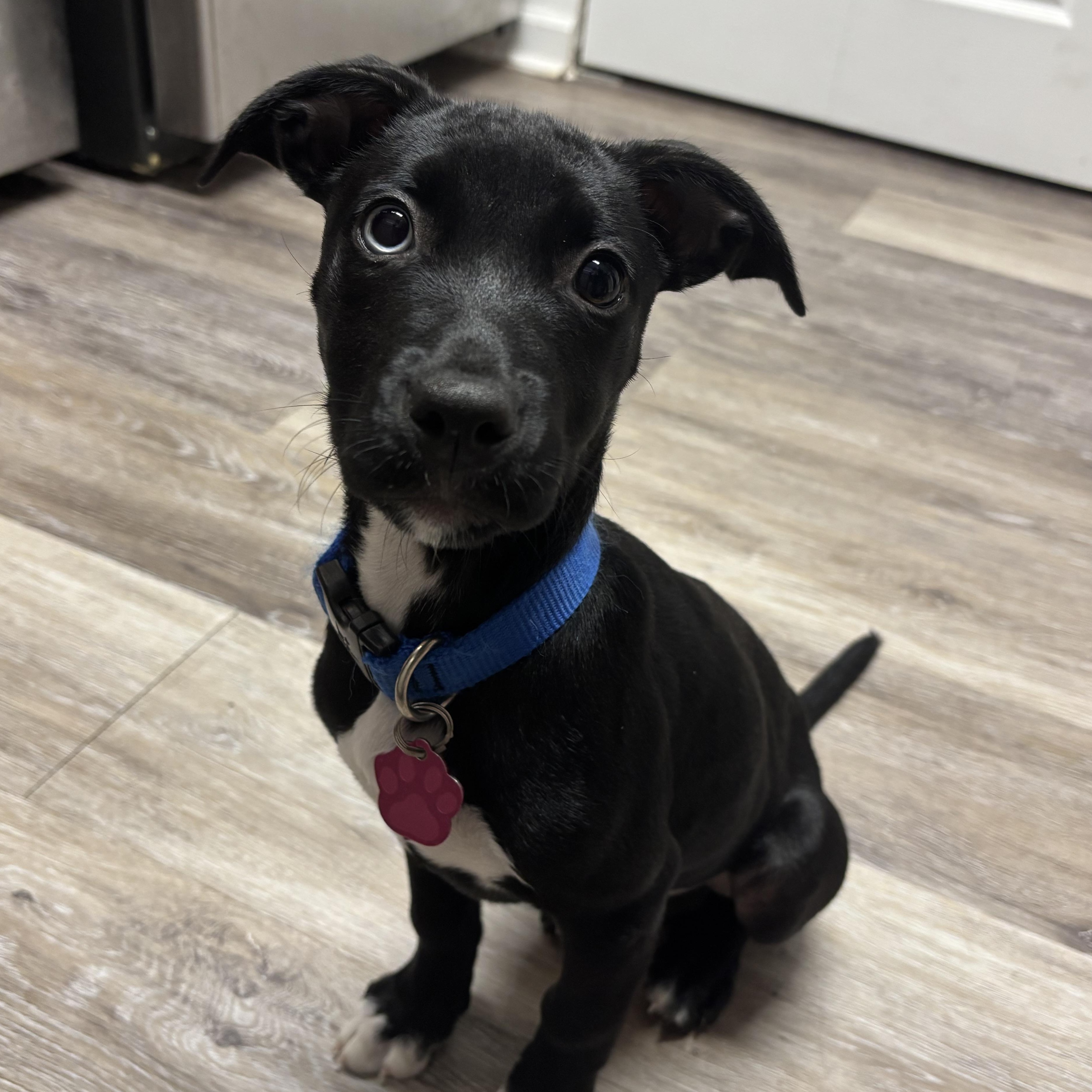 Penguin, Adoptable, Puppy Female Black Labrador Retriever.