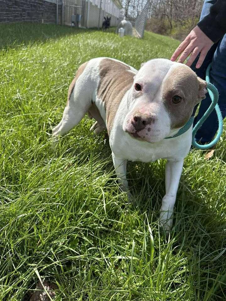 Mrs. Piggy, Adoptable, Adult Female Pit Bull Terrier.