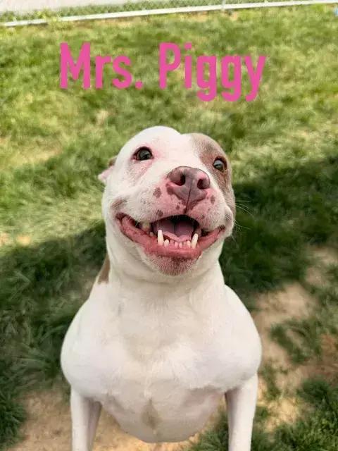 Mrs. Piggy, Adoptable, Adult Female Pit Bull Terrier.