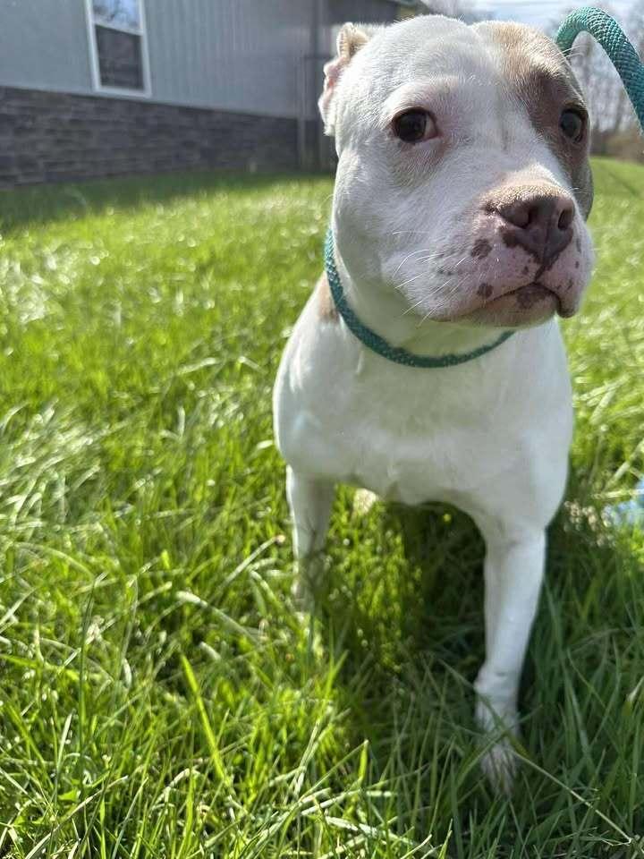 Enlarge Mrs. Piggy, a Adoptable Pit Bull Terrier in Hillsboro, OH image 2/4