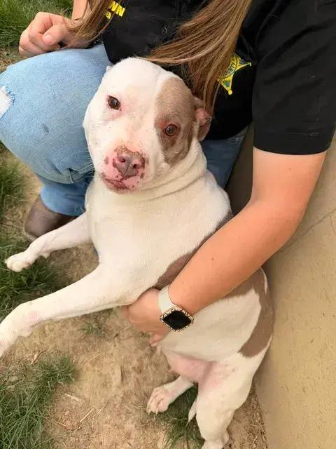 Enlarge Mrs. Piggy, a Adoptable Pit Bull Terrier in Hillsboro, OH image 2/3