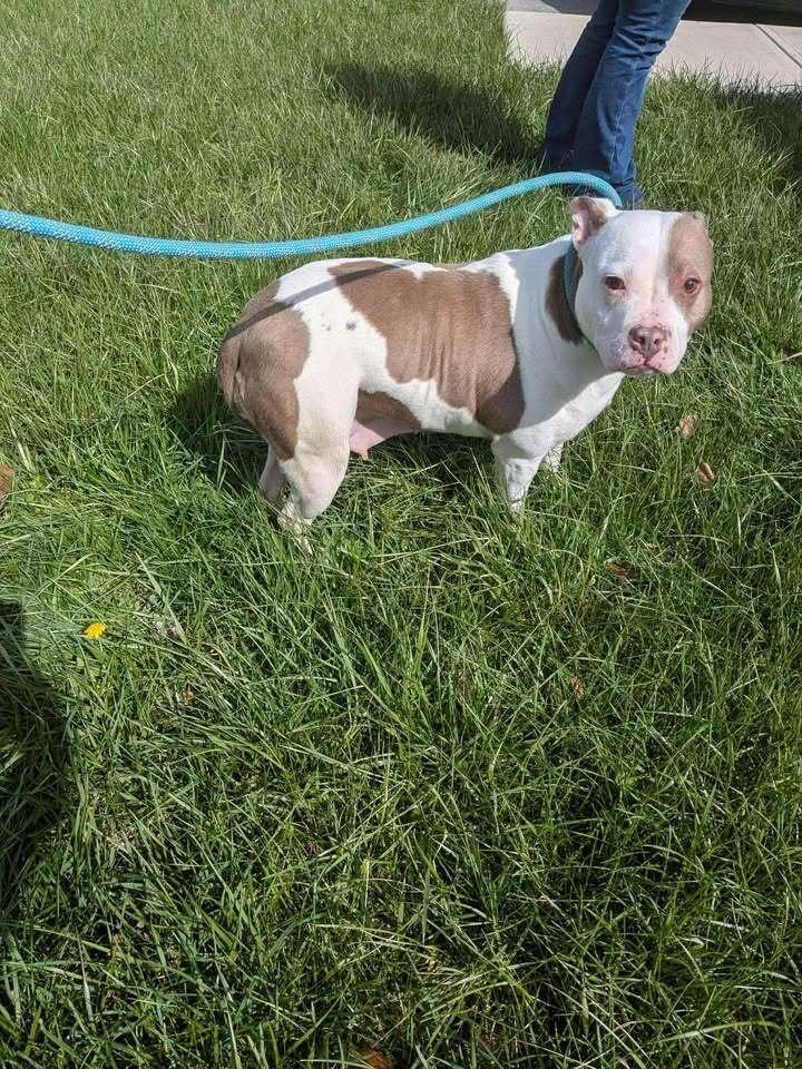 Enlarge Mrs. Piggy, a Adoptable Pit Bull Terrier in Hillsboro, OH image 3/4