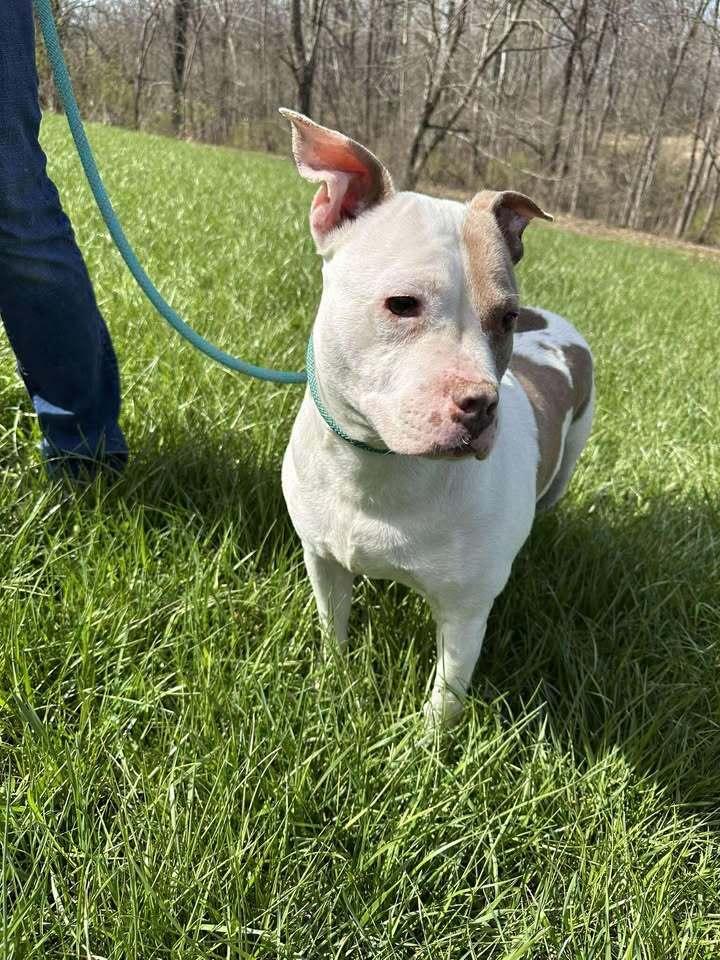 Enlarge Mrs. Piggy, a Adoptable Pit Bull Terrier in Hillsboro, OH image 4/4