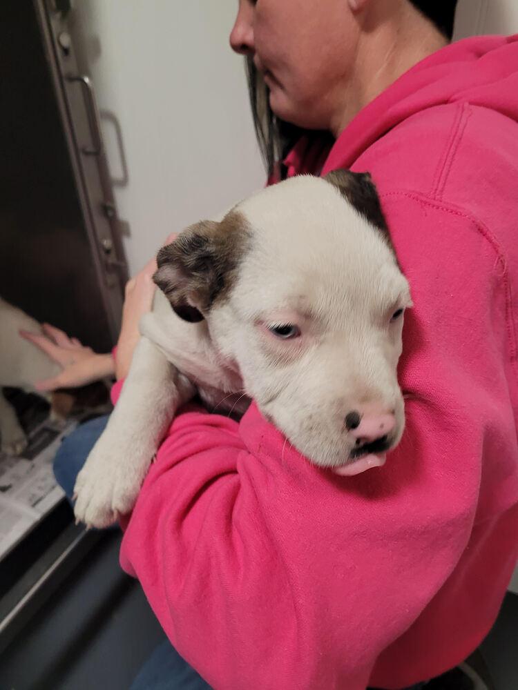 Pearl, Adoptable, Puppy Female Pit Bull Terrier.