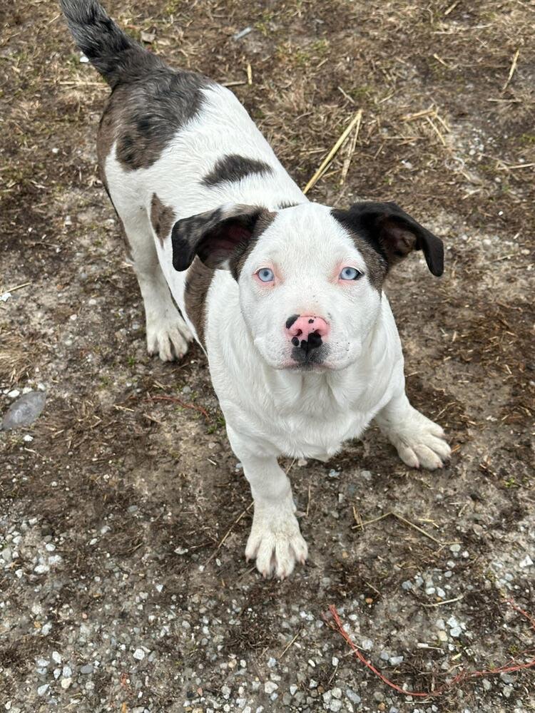 Enlarge Pearl, a Adoptable mixed breed in Linton, IN image 4/4