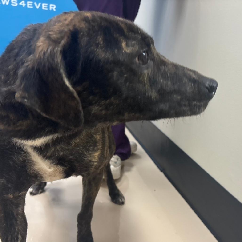 Daisy, Adoptable, Young Female Mixed Breed.