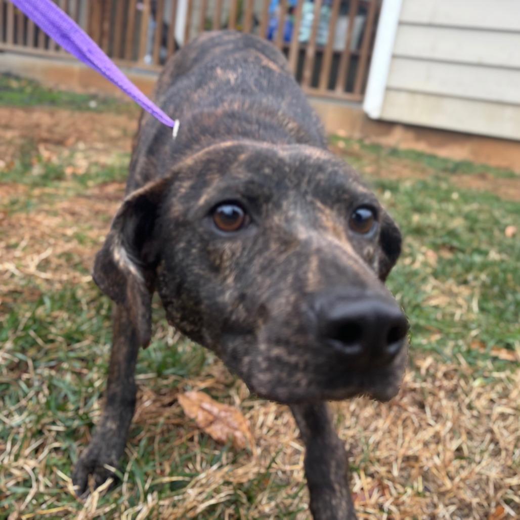 Enlarge Daisy, a Adoptable Mixed Breed in Mebane, NC image 2/4