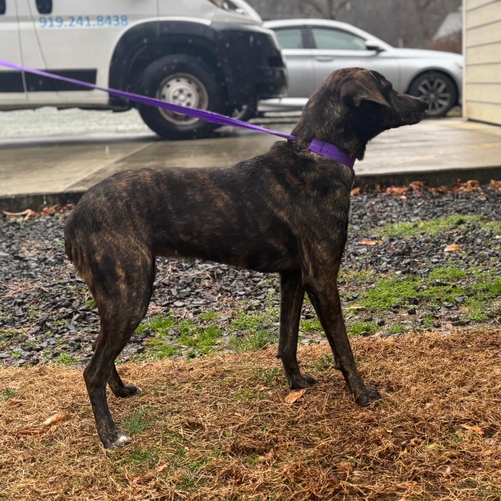 Enlarge Daisy, a Adoptable Mixed Breed in Mebane, NC image 3/4