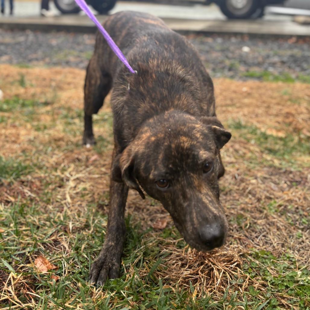 Enlarge Daisy, a Adoptable Mixed Breed in Mebane, NC image 4/4