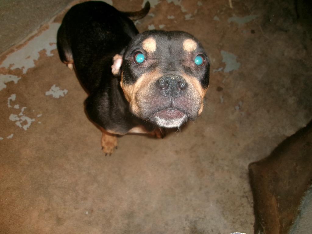 P-Nut, Adoptable, Young Female Pit Bull Terrier.
