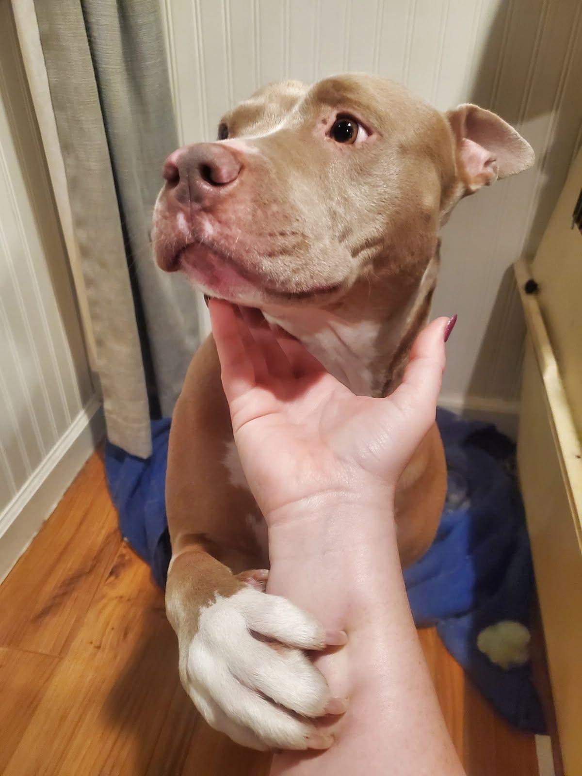Enlarge Venus, a Adoptable Pit Bull Terrier in Coarsegold, CA image 2/3