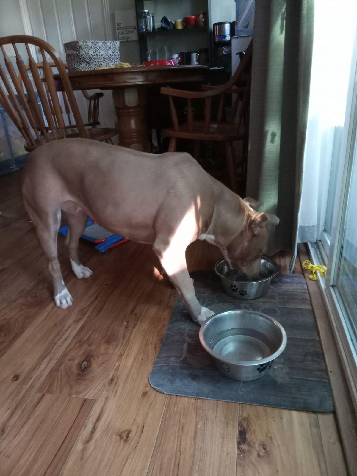 Enlarge Venus, a Adoptable Pit Bull Terrier in Coarsegold, CA image 3/3
