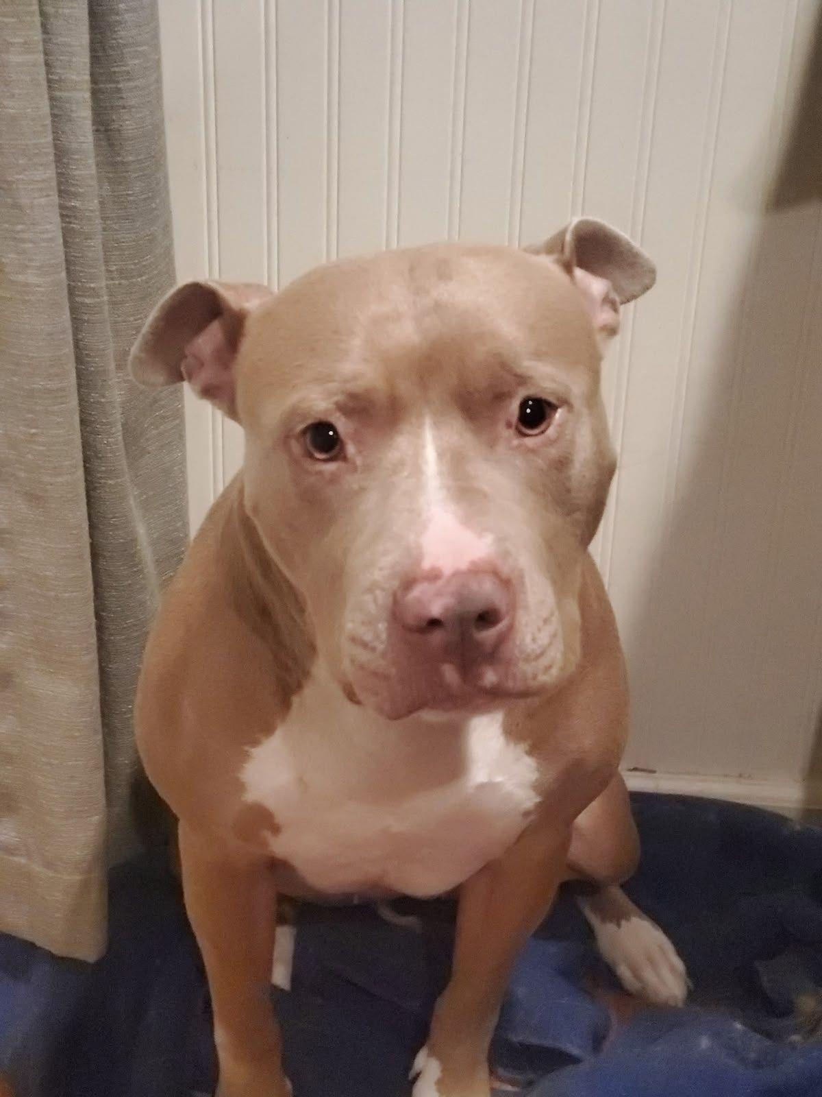 Venus, Adoptable, Adult Female Pit Bull Terrier.