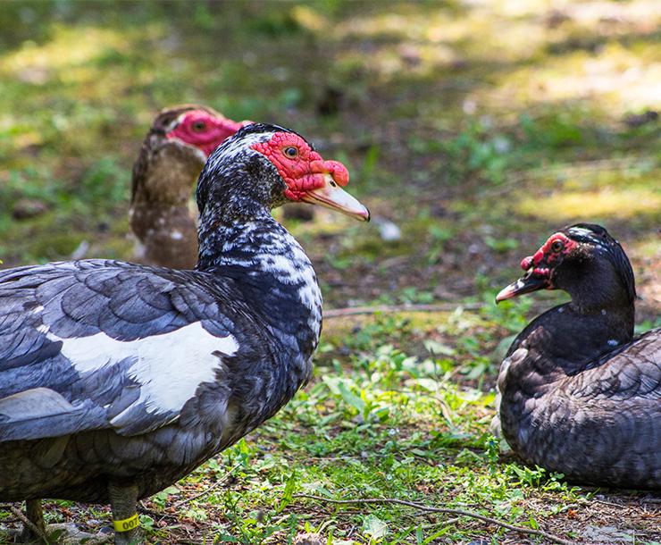 Muscovy Group