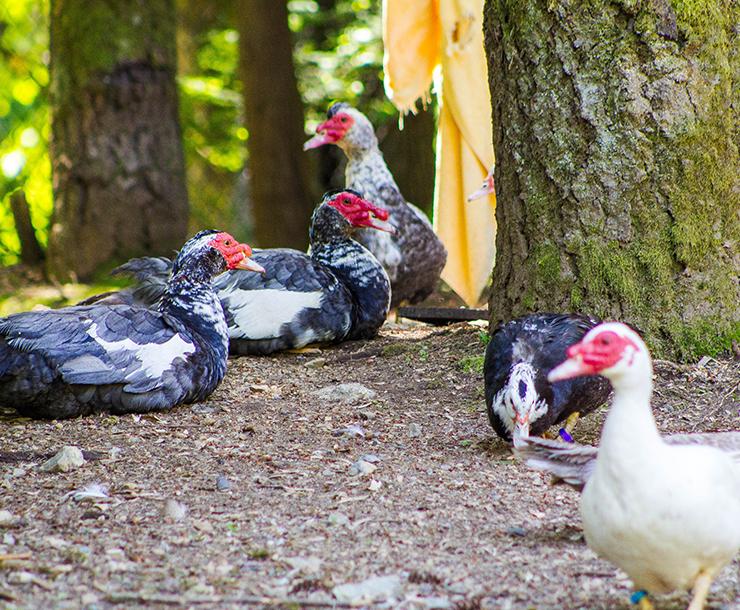 Muscovy Group
