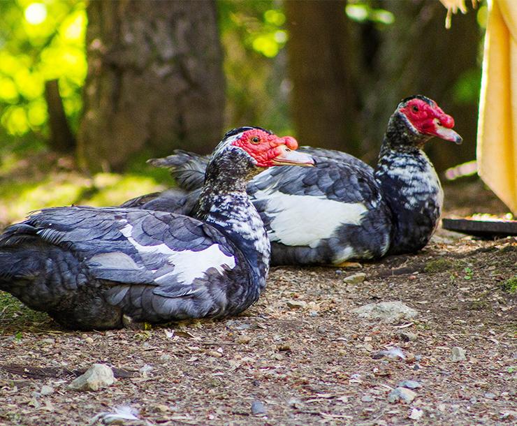 Muscovy Group