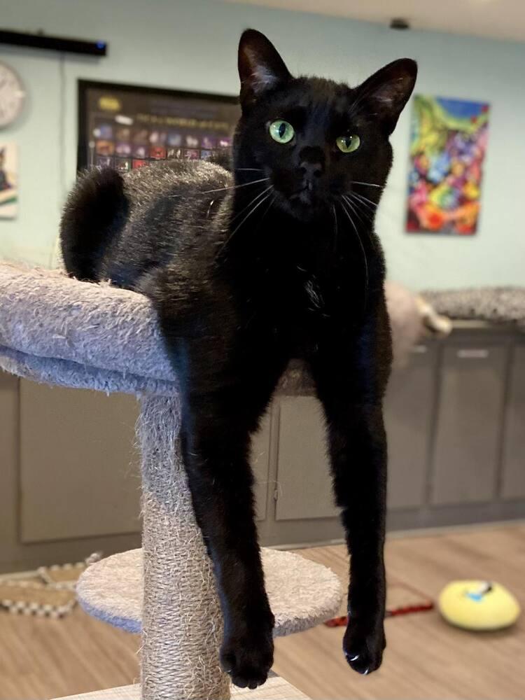 JiJi, a Adoptable mixed breed in New Cumberland, WV image 1/6