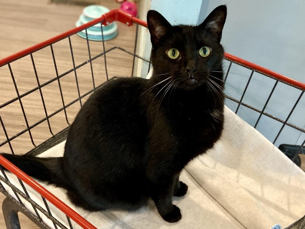 JiJi, a Adoptable mixed breed in New Cumberland, WV image 2/6