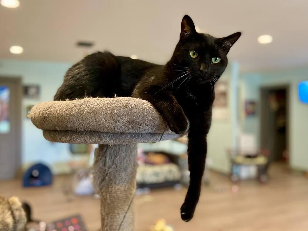 JiJi, a Adoptable mixed breed in New Cumberland, WV image 3/6