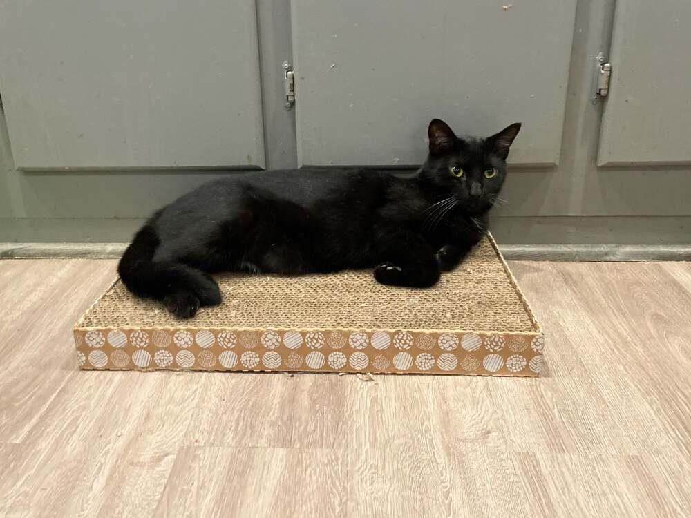 JiJi, a Adoptable mixed breed in New Cumberland, WV image 4/6