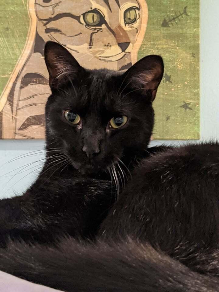 JiJi, a Adoptable mixed breed in New Cumberland, WV image 5/6