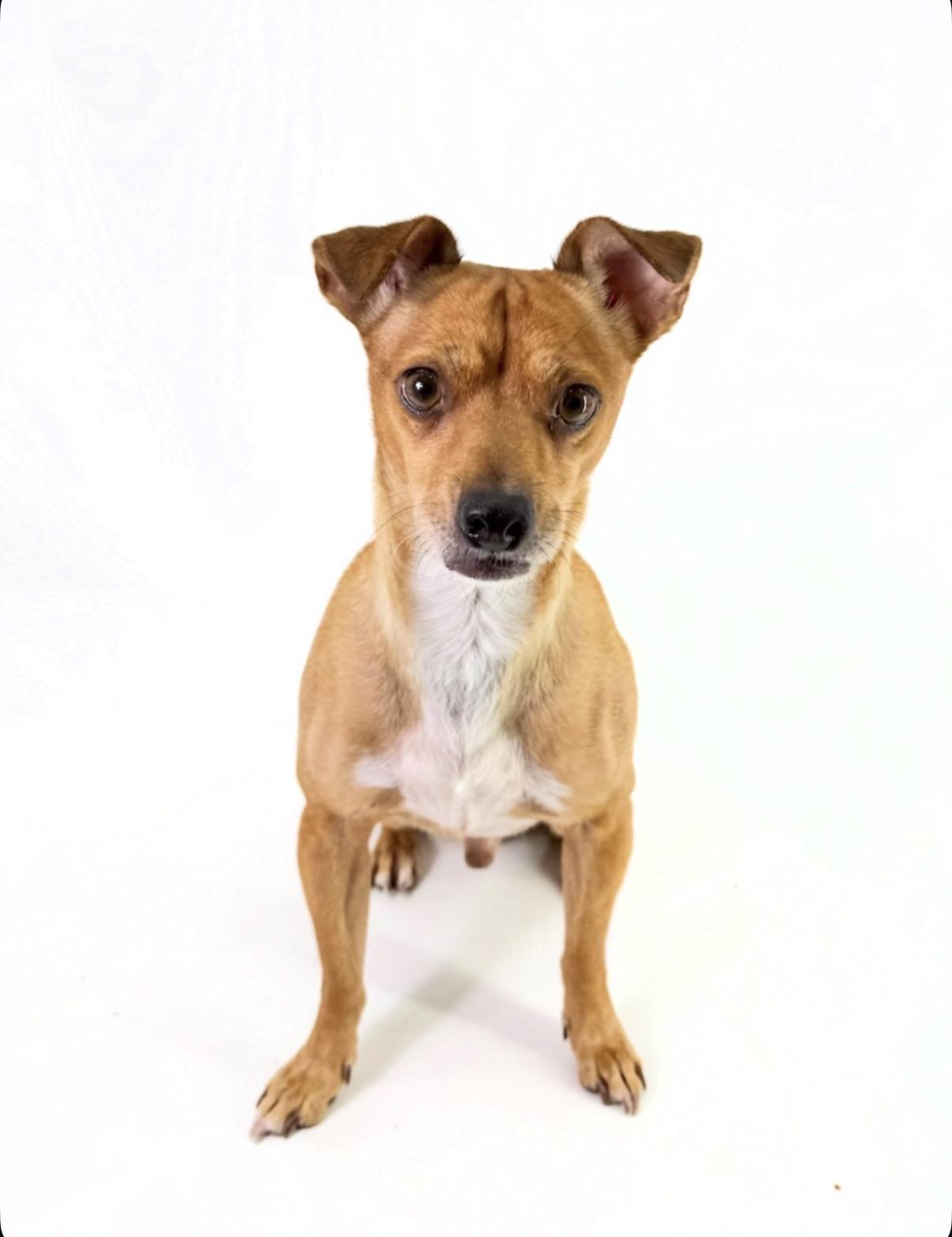 Enlarge Rocky, a Adoptable Chihuahua in Scottsdale, AZ image 3/4