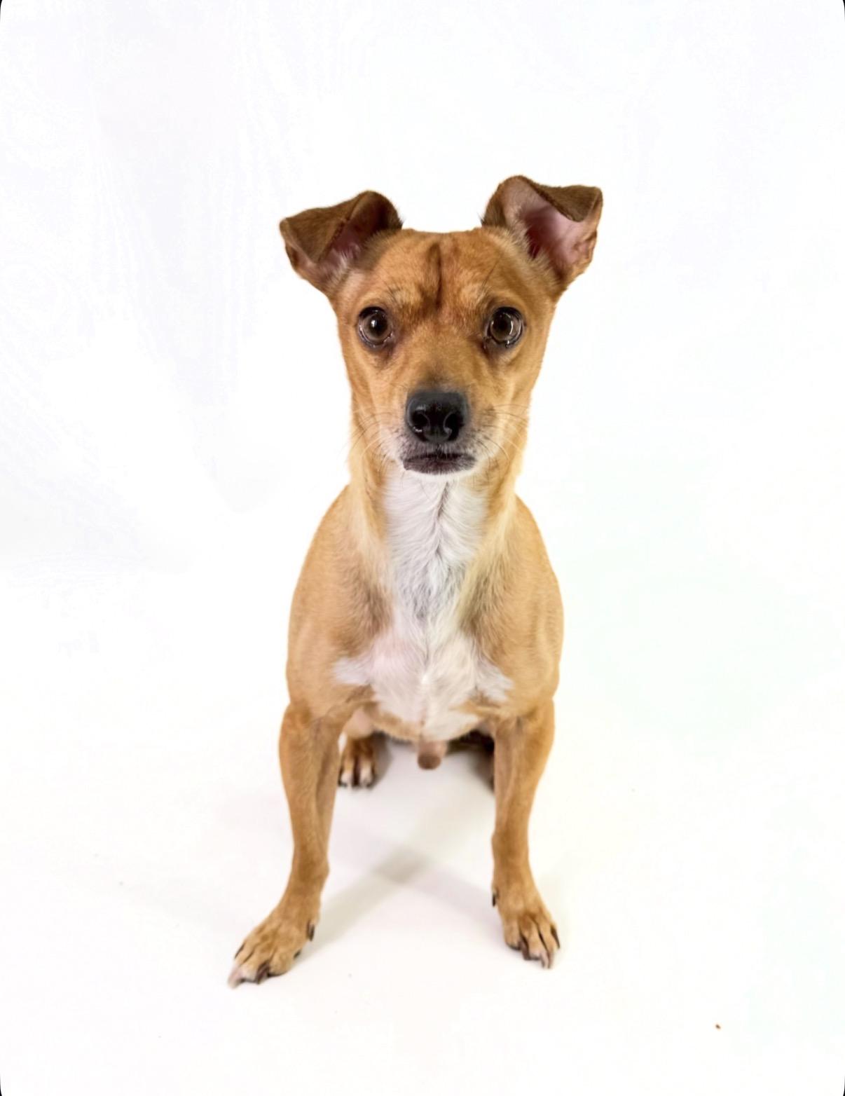 Rocky, Adoptable, Adult Male Chihuahua.