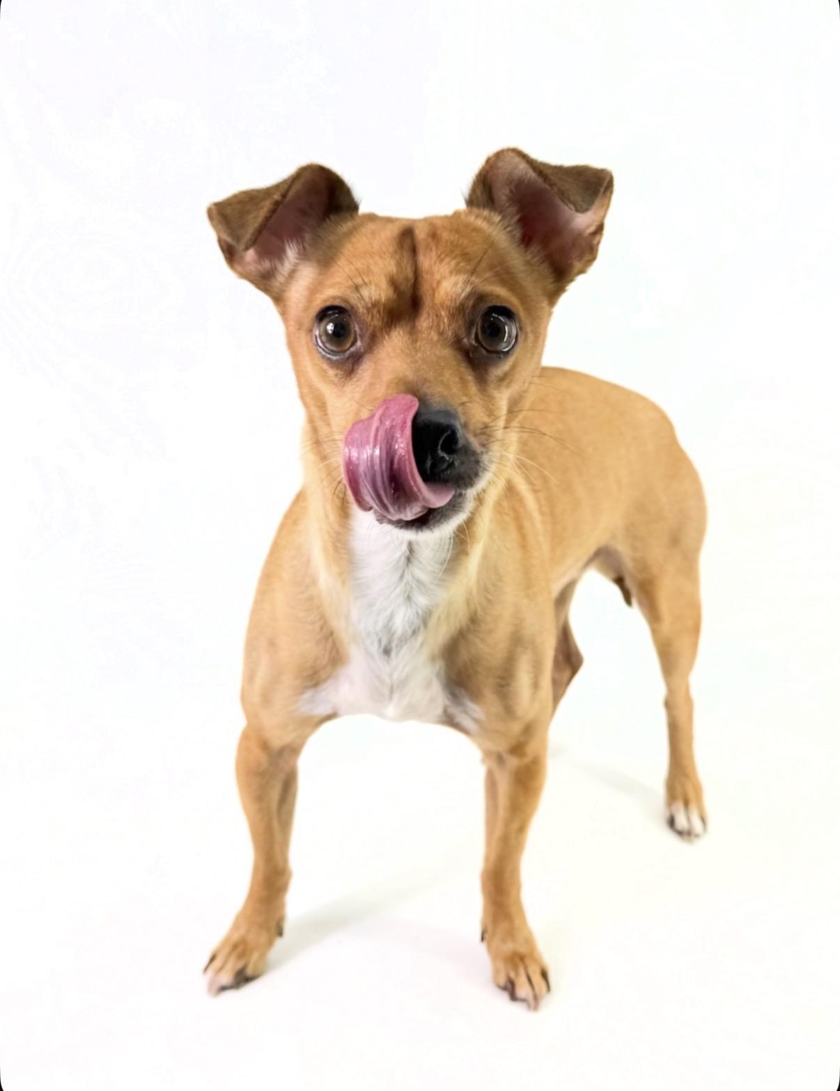 Enlarge Rocky, a Adoptable Chihuahua in Scottsdale, AZ image 4/4
