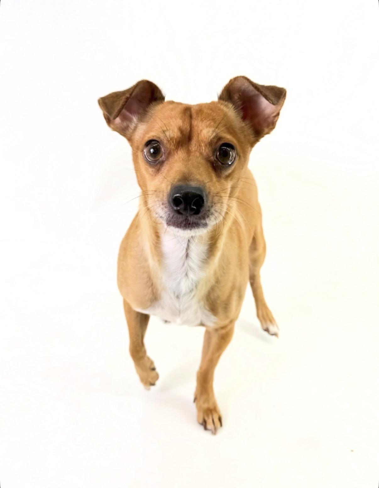 Enlarge Rocky, a Adoptable Chihuahua in Scottsdale, AZ image 2/4