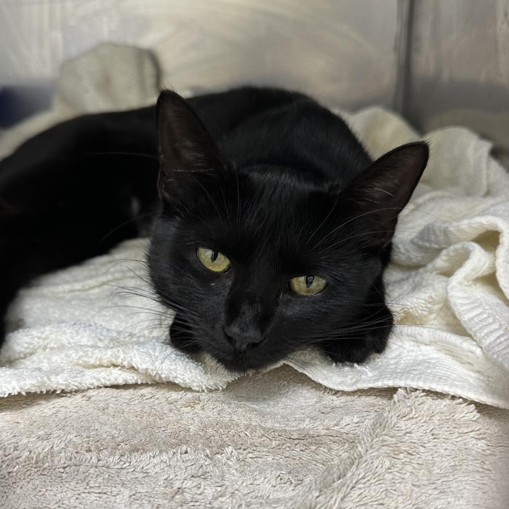 Pancake, Adoptable, Adult Female Domestic Short Hair.