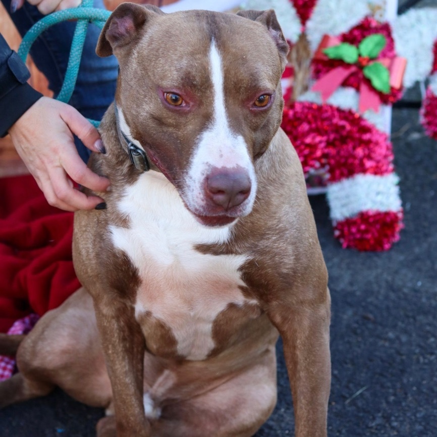 Rambo, a Adoptable mixed breed in Fleetwood, PA image 3/6