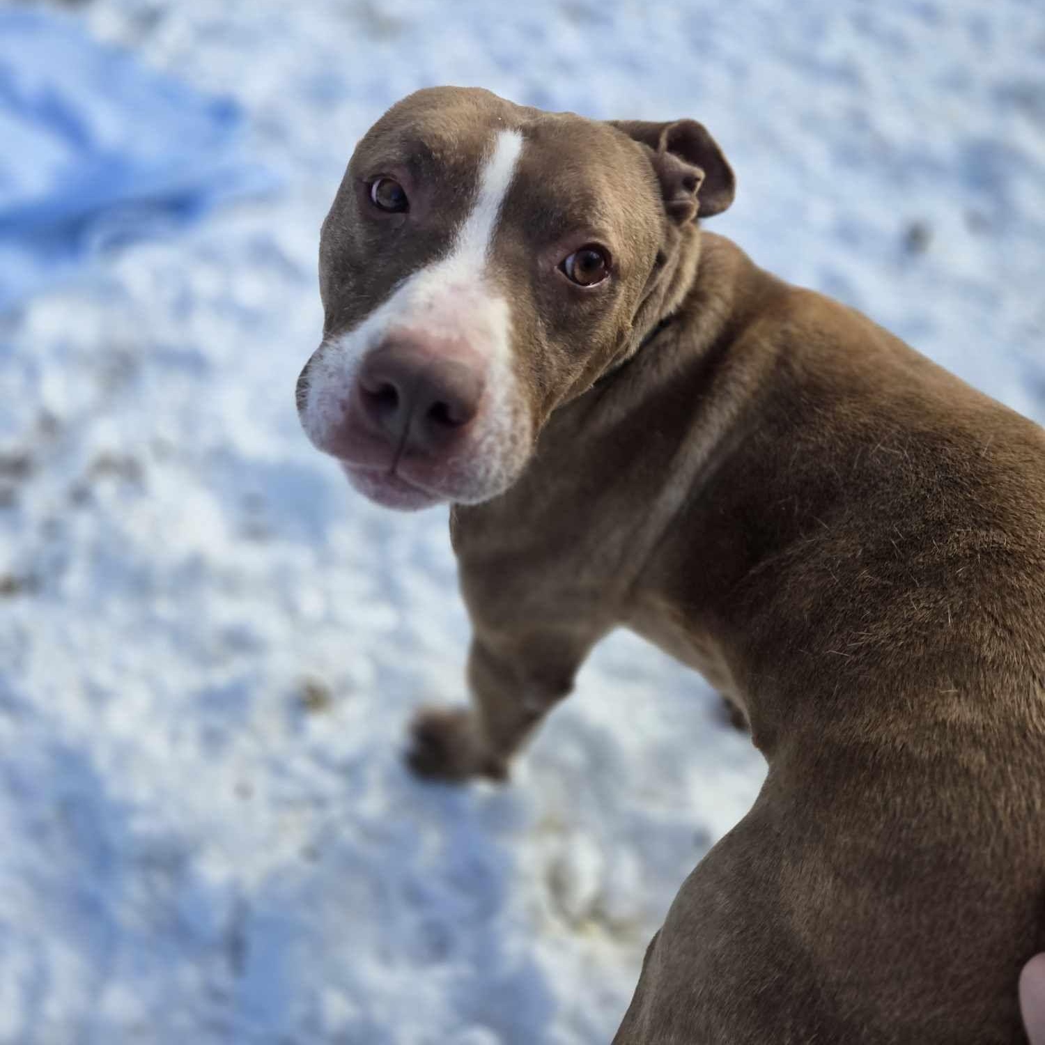 Rambo, a Adoptable mixed breed in Fleetwood, PA image 2/6