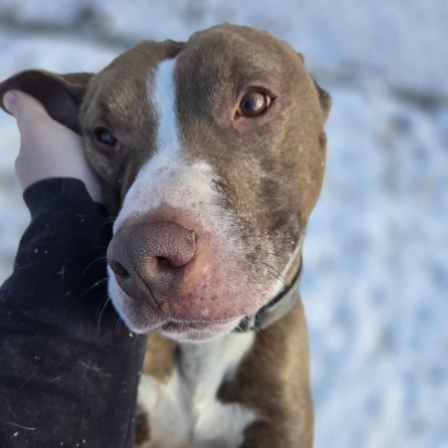 Rambo, a Adoptable mixed breed in Fleetwood, PA image 1/6