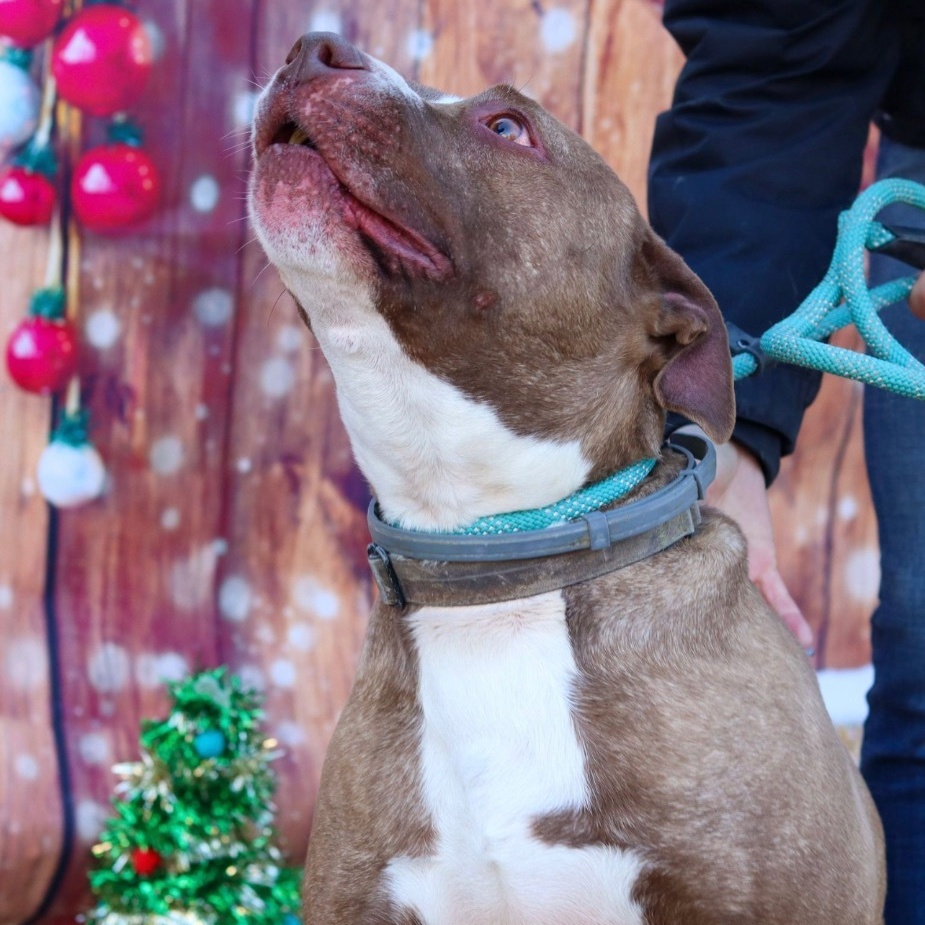 Rambo, a Adoptable mixed breed in Fleetwood, PA image 5/6