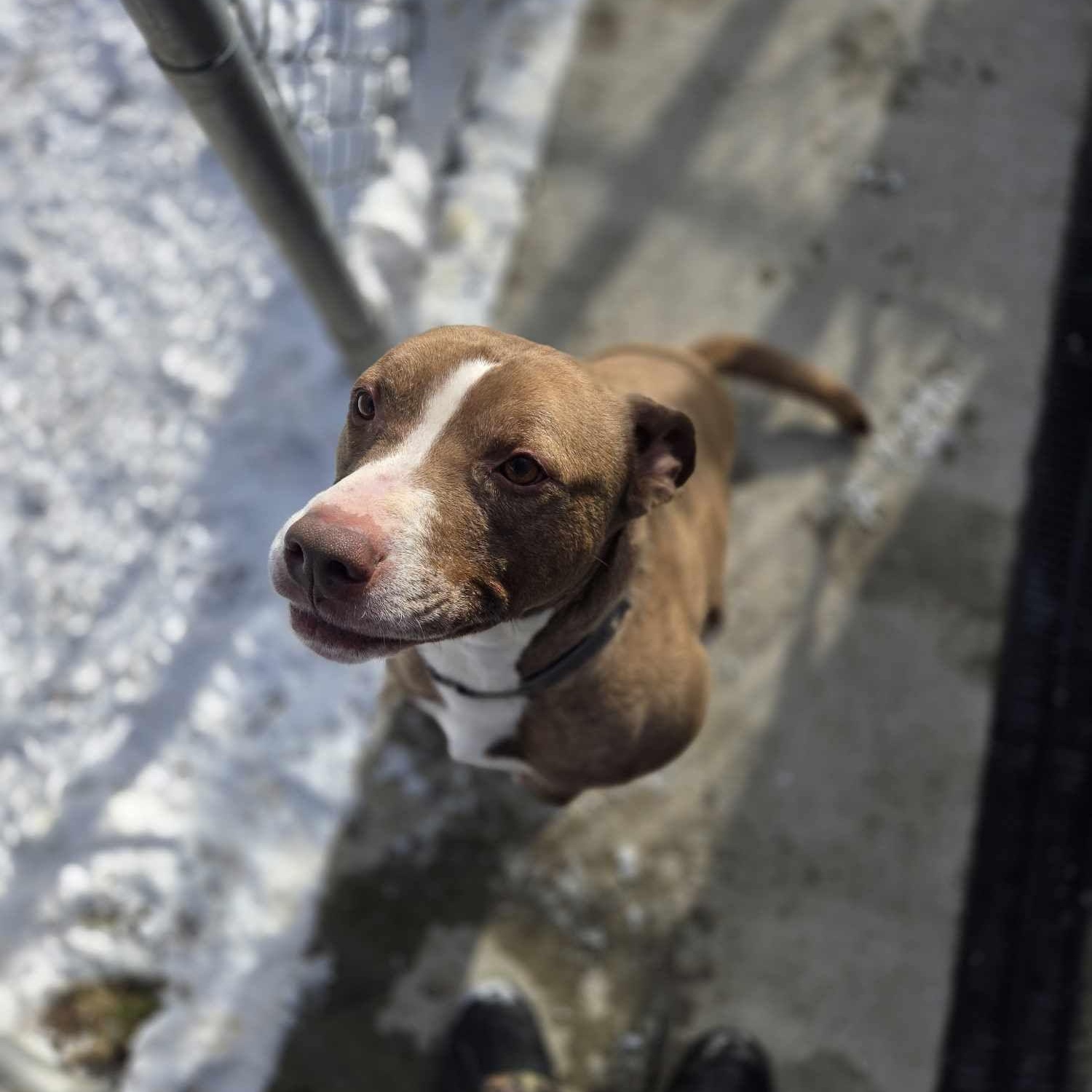 Rambo, a Adoptable mixed breed in Fleetwood, PA image 4/6