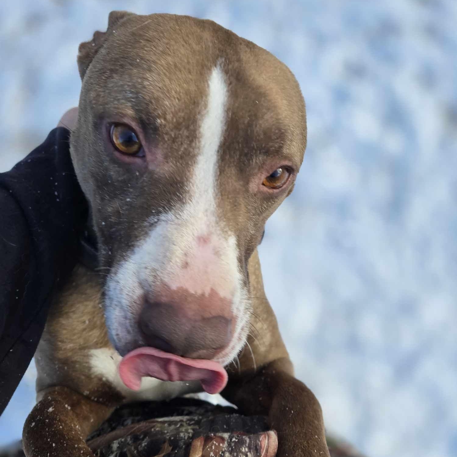 Rambo, a Adoptable mixed breed in Fleetwood, PA image 6/6