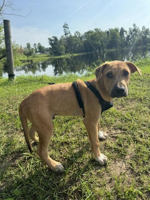 Enlarge Douglas, a Adoptable Labrador Retriever in Tarrytown, GA image 1/3