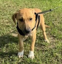 Enlarge Douglas, a Adoptable Labrador Retriever in Tarrytown, GA image 2/3