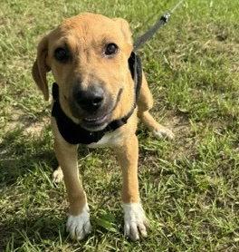 Enlarge Douglas, a Adoptable Labrador Retriever in Tarrytown, GA image 3/3