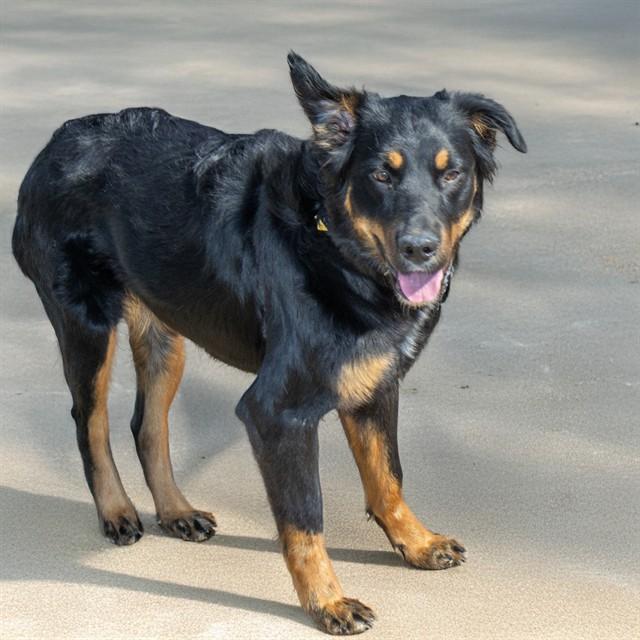 Enlarge HERMIE, a Adoptable mixed breed in Saint Louis, MO image 1/1