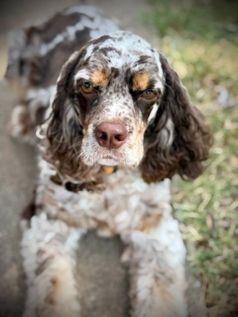 Daisy, Adoptable, Young Female Cocker Spaniel.